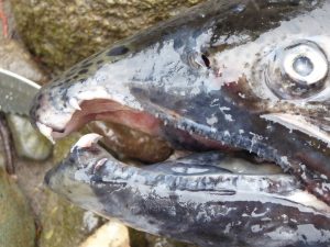 salmon-ft-1