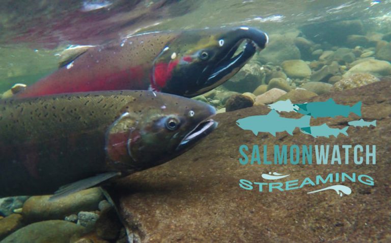 Mission & Vision | World Salmon Council