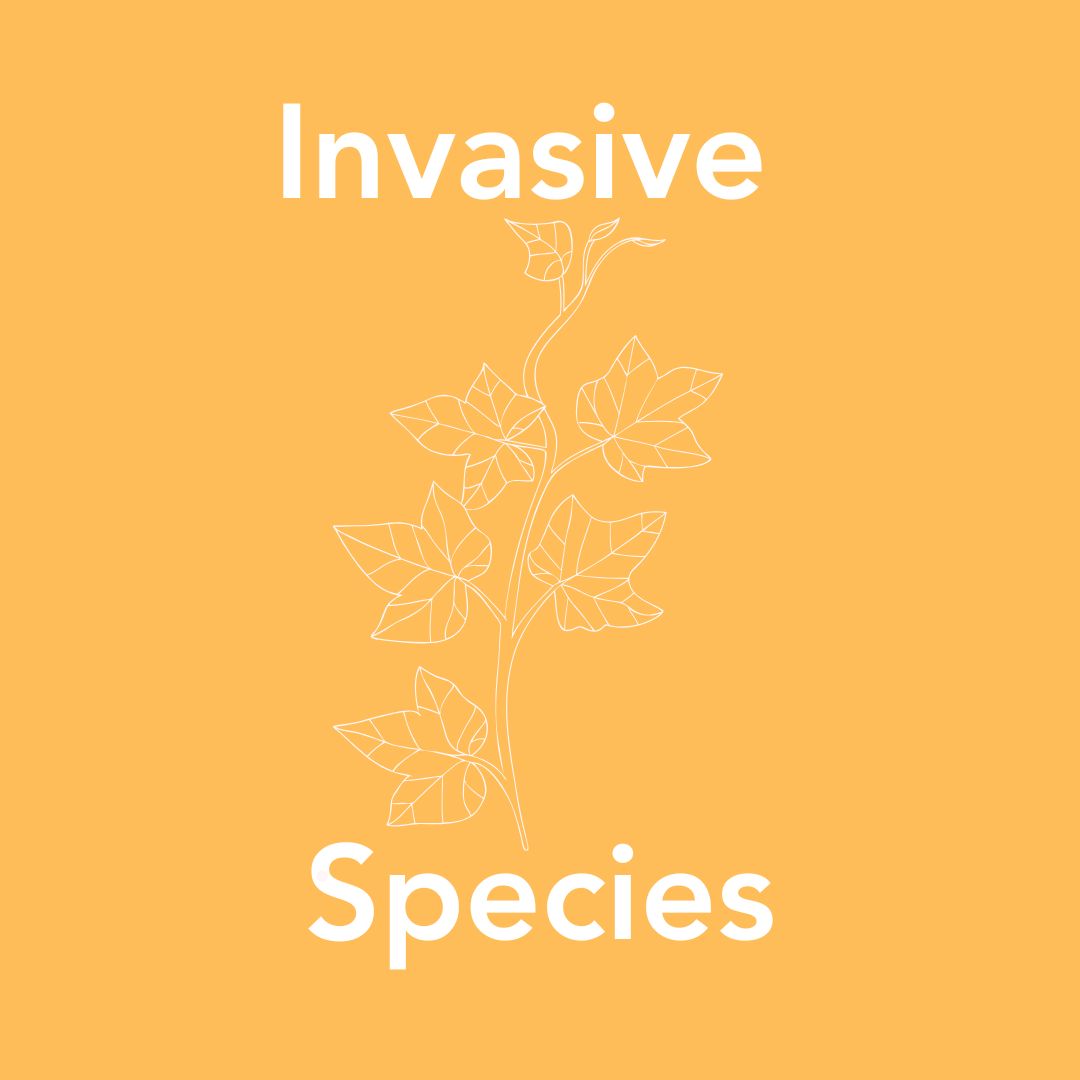 Invasive Species Stream